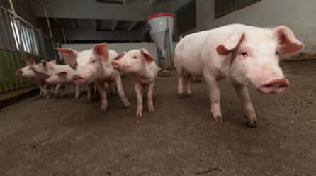 «El sector porcino necesita transmitir una comunicación cierta y veraz» afirma Luis Planas