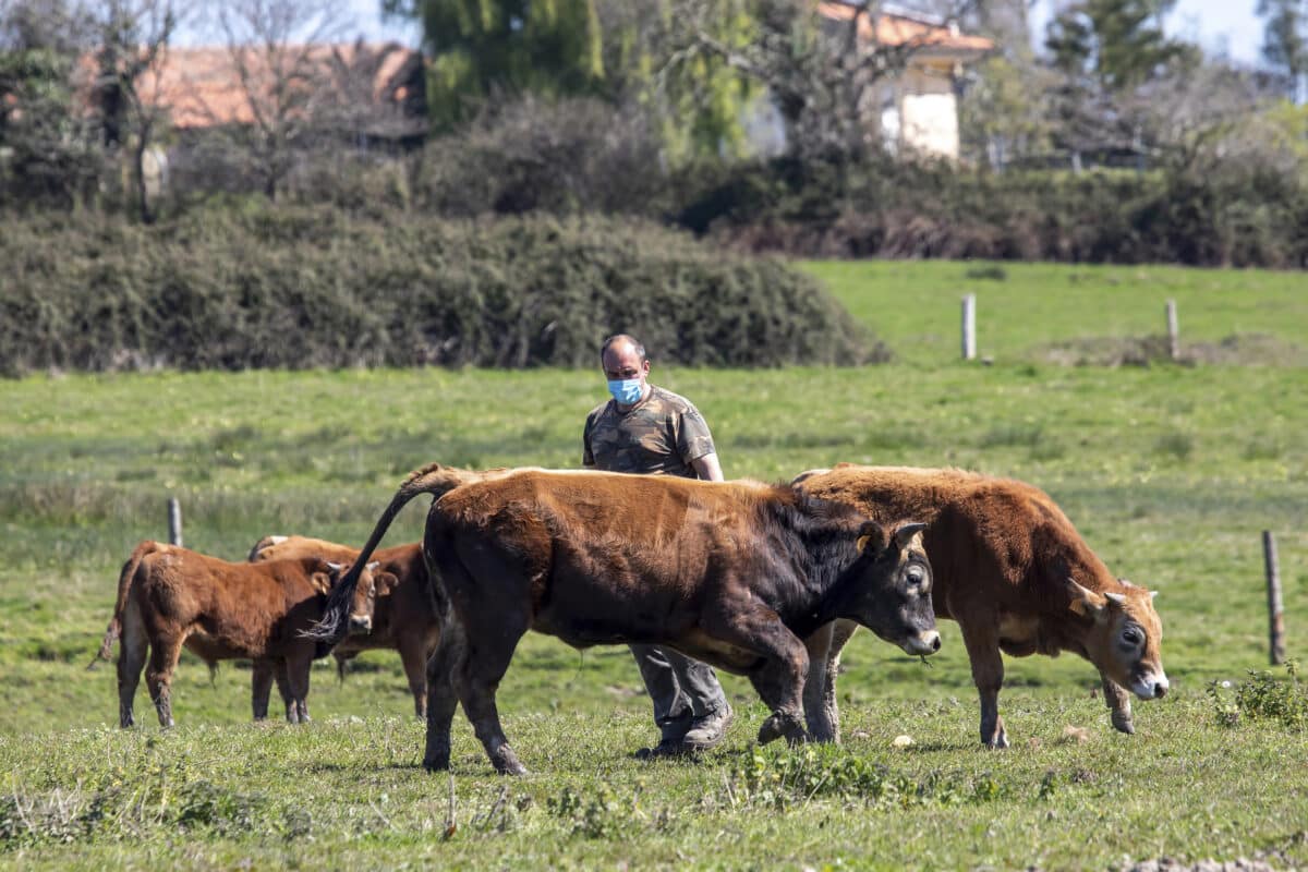 Alimerka aumenta el precio de contratación de terneros a los ganaderos asturianos como muestra de su apoyo al sector primario