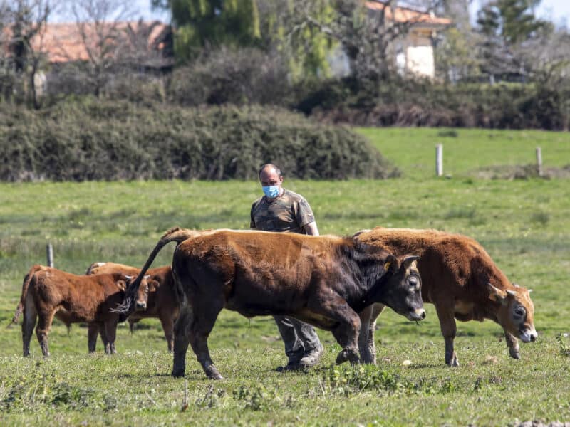 Alimerka aumenta el precio de contratación de terneros a los ganaderos asturianos como muestra de su apoyo al sector primario