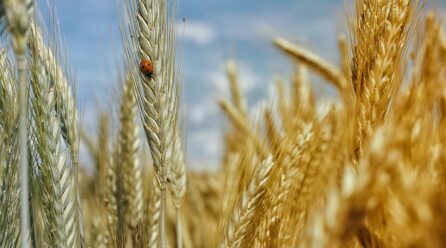 La bajada de cosechas de cereal tensa el mercado español