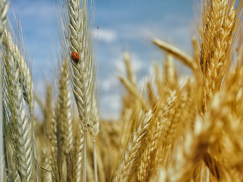 La bajada de cosechas de cereal tensa el mercado español