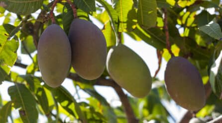 Arranca la campaña con mangos pequeños, de calidad y a precios bajos