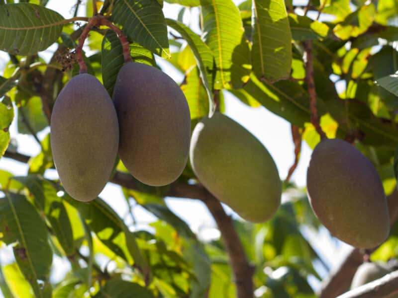Arranca la campaña con mangos pequeños, de calidad y a precios bajos