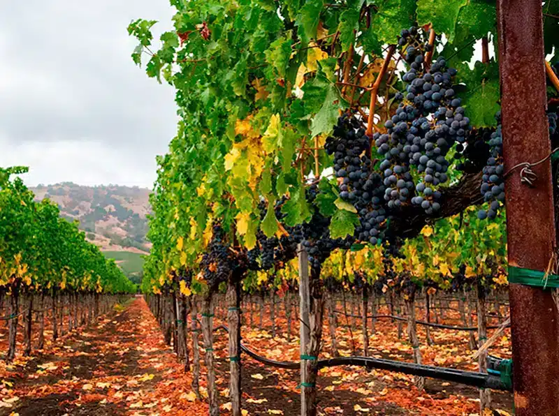 El entorno botánico de las viñas afecta al aroma de los vinos